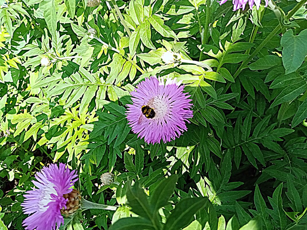 Цветы. - Владимир Драгунский Цветы. - Владимир Драгунский