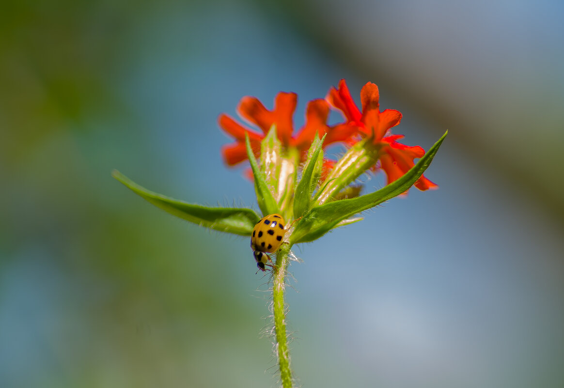 Летние зарисовки. - Sergey (Apg)