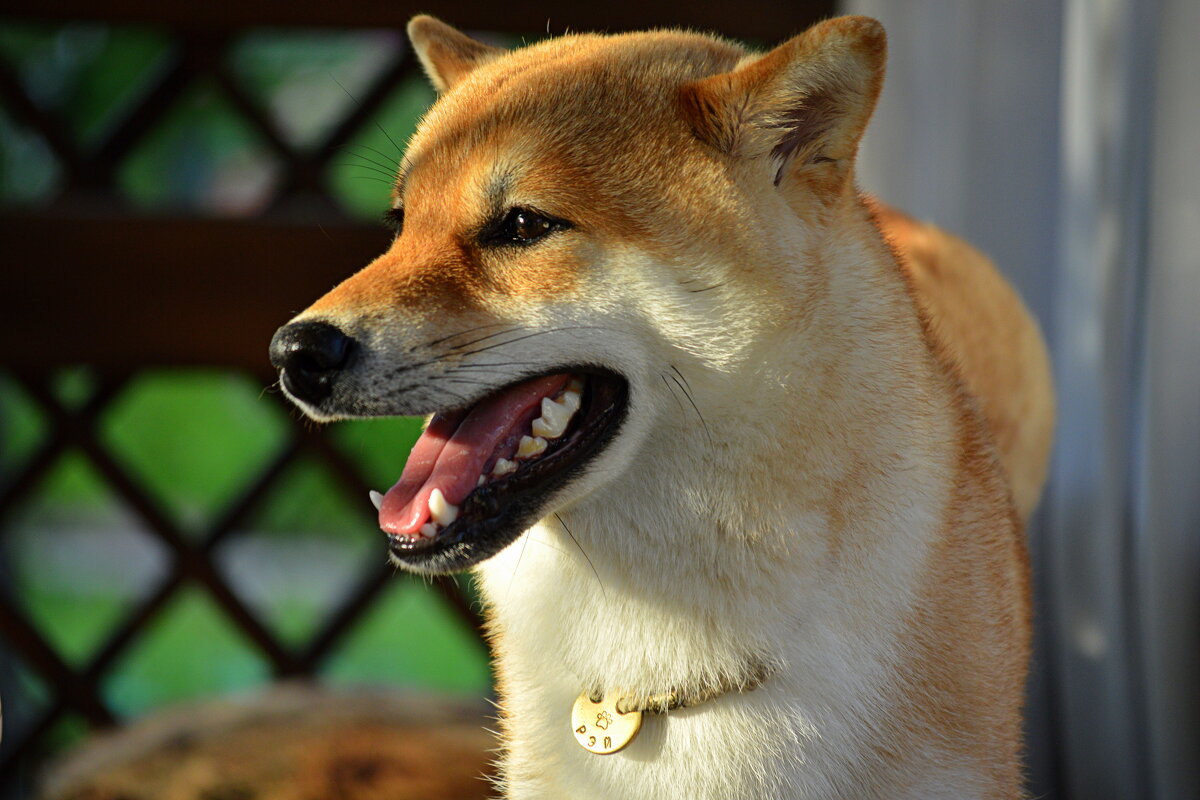 На даче - Татьяна Лютаева