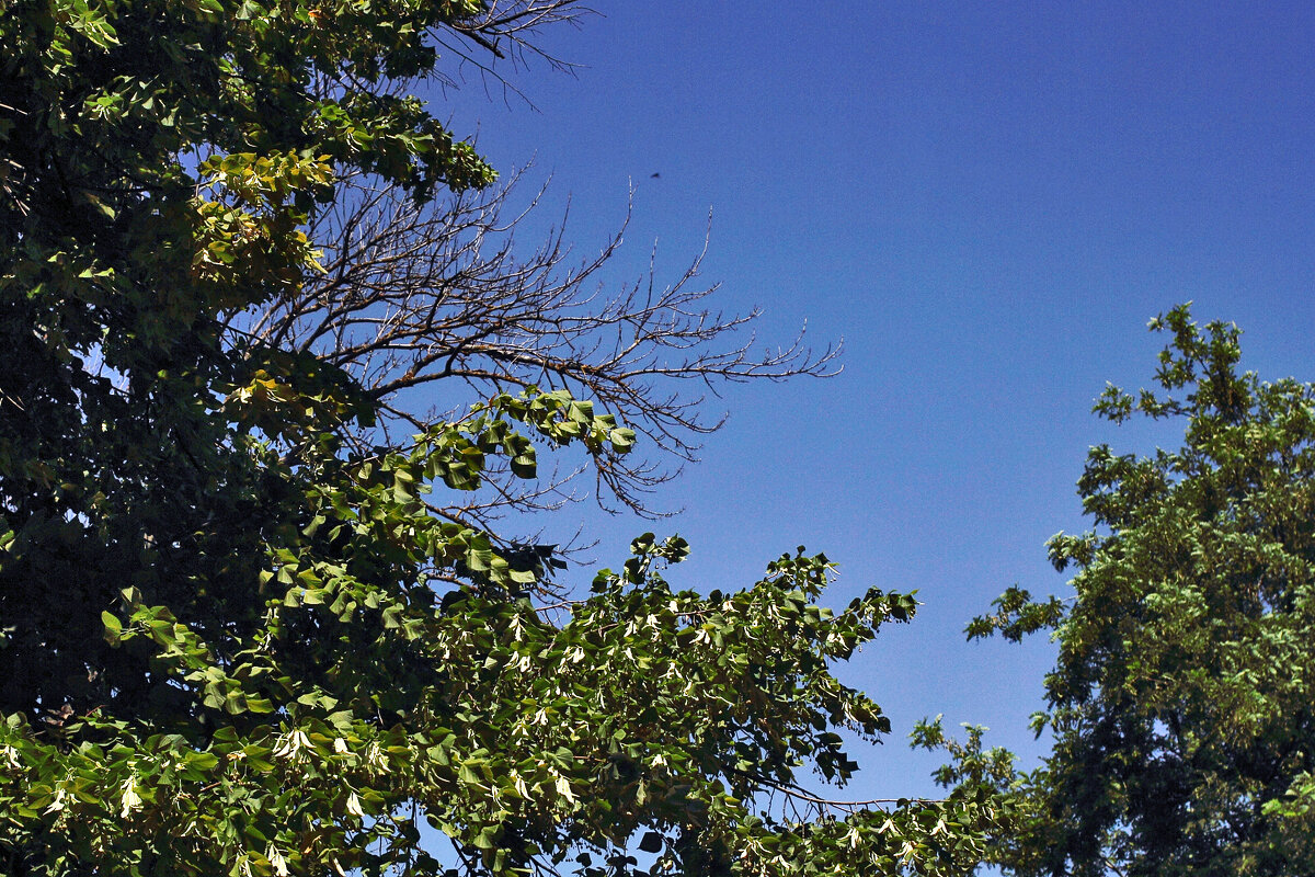 Какое небо голубое! - Юрий Гайворонскiий