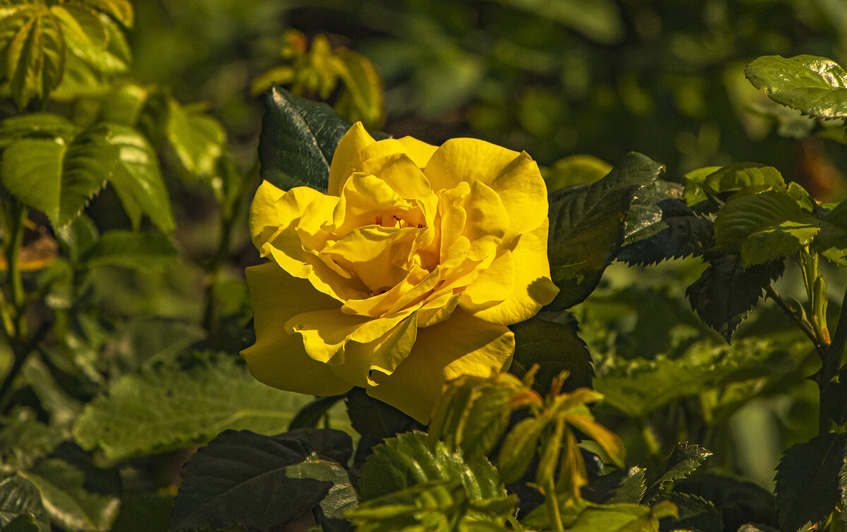 Цветём. - Петр Беляков