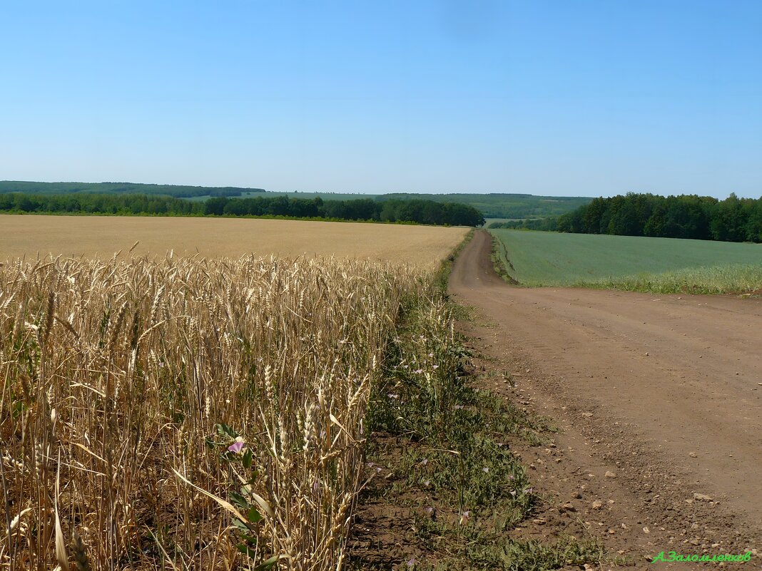 О видах на урожай... - Андрей Заломленков
