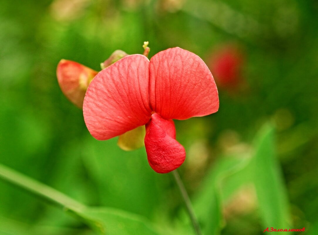Чина лесная - Андрей Заломленков