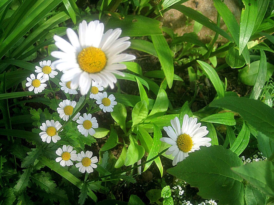 на улицах города - Елена Семигина