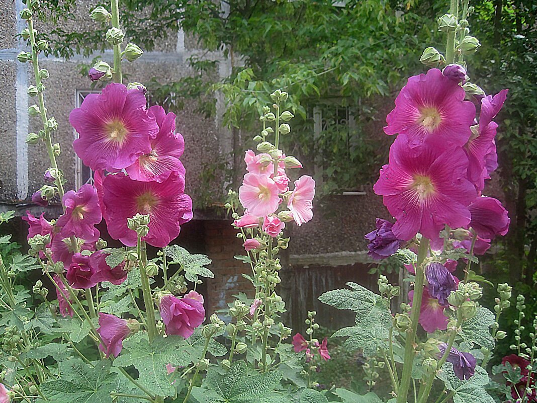 Мальвы цветут - Елена Семигина