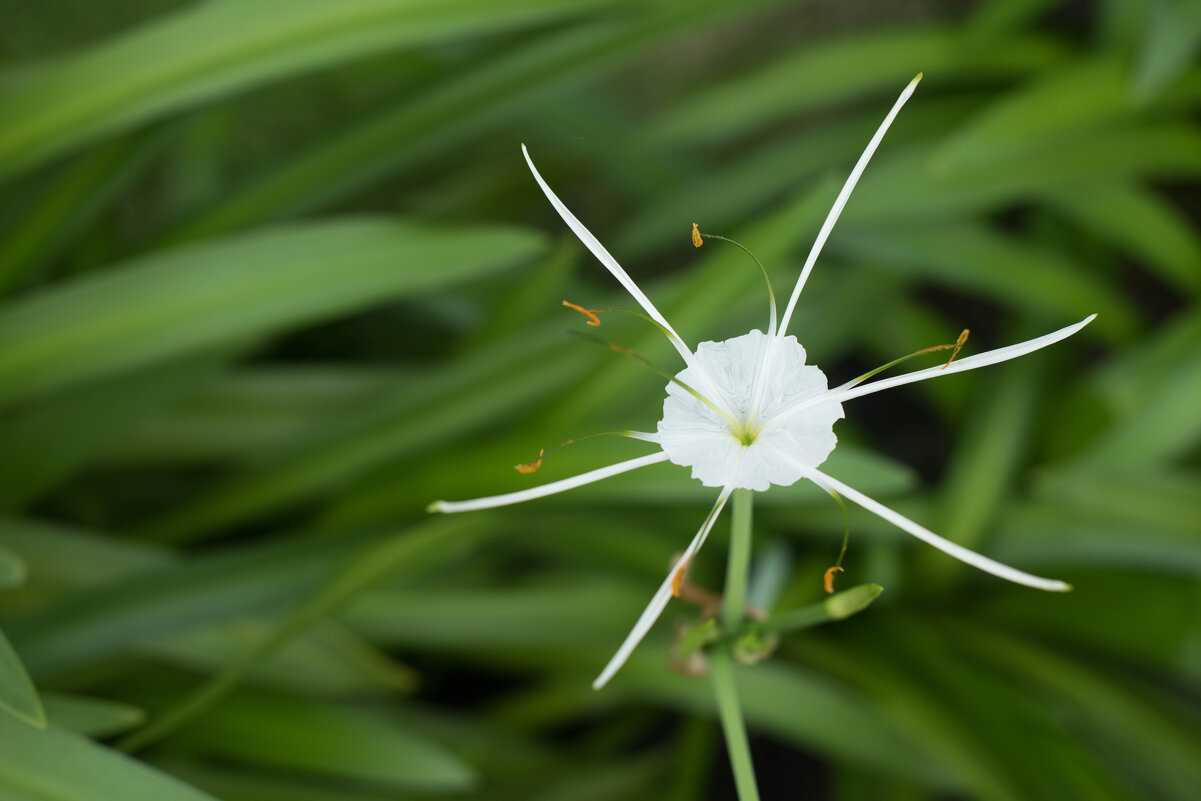 звезда. - Светлана Попова