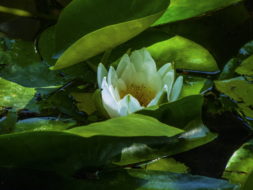 Белоснежная лилия - Валентин Семчишин