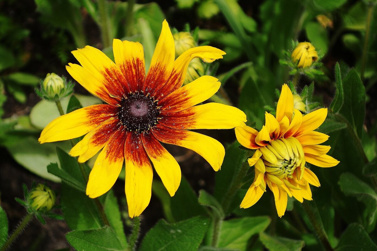 Рудбекия - Рита Симонова