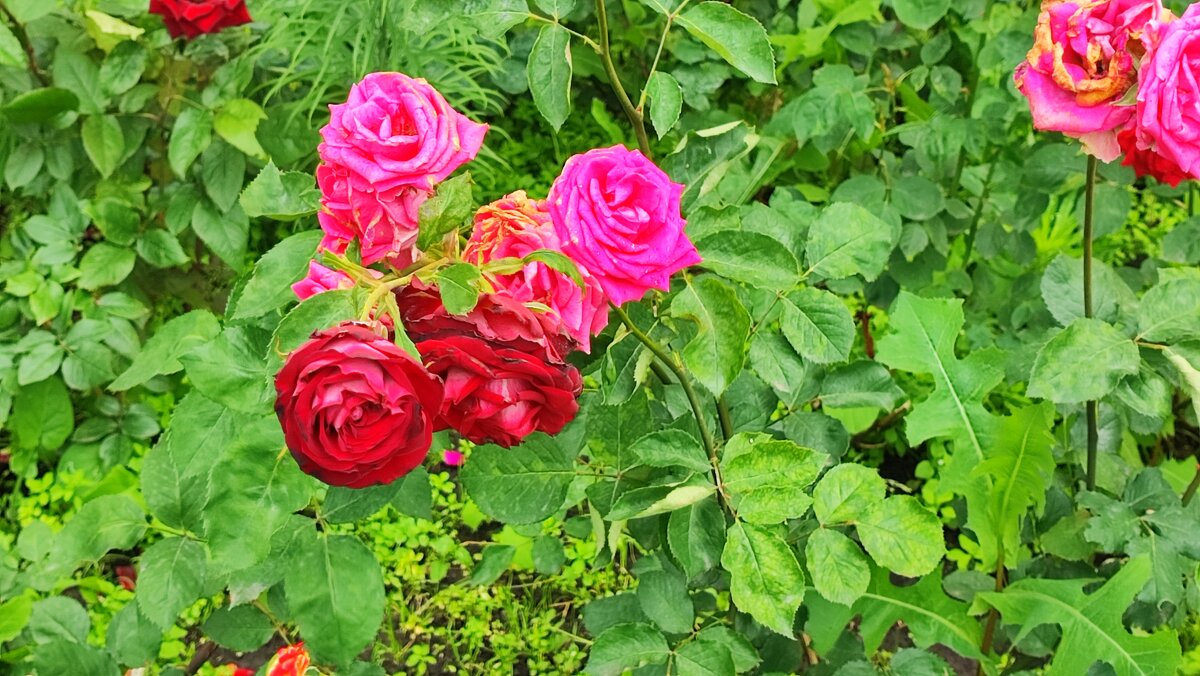 ,,, - Сергей Тимоновский