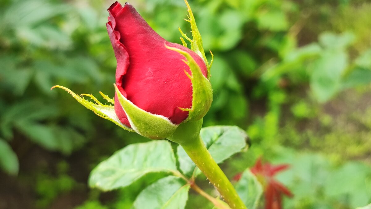 ,,, - Сергей Тимоновский