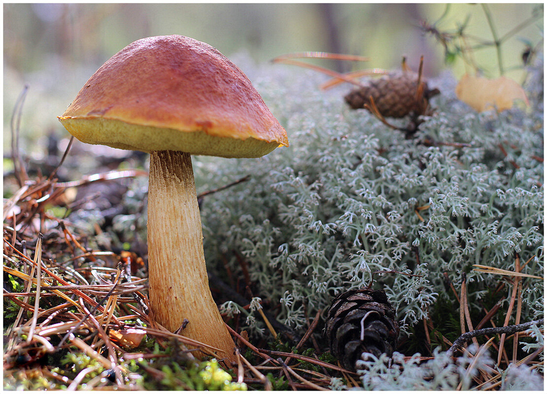 Боровик Царский - Aleksandr Gal