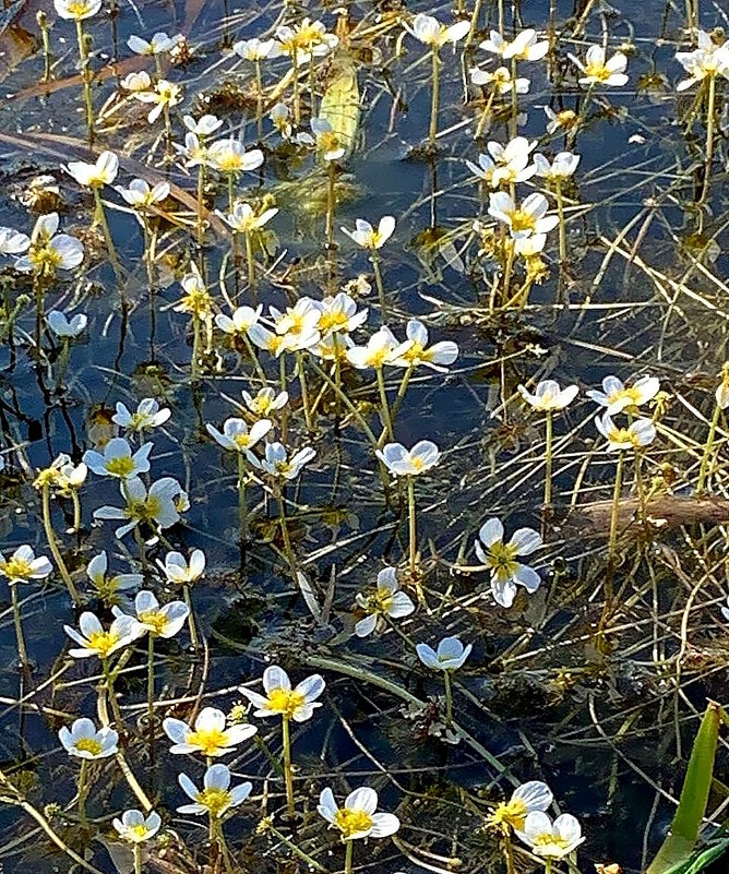 Лютик водный (Ranunculus aquatilis) - Ольга Довженко