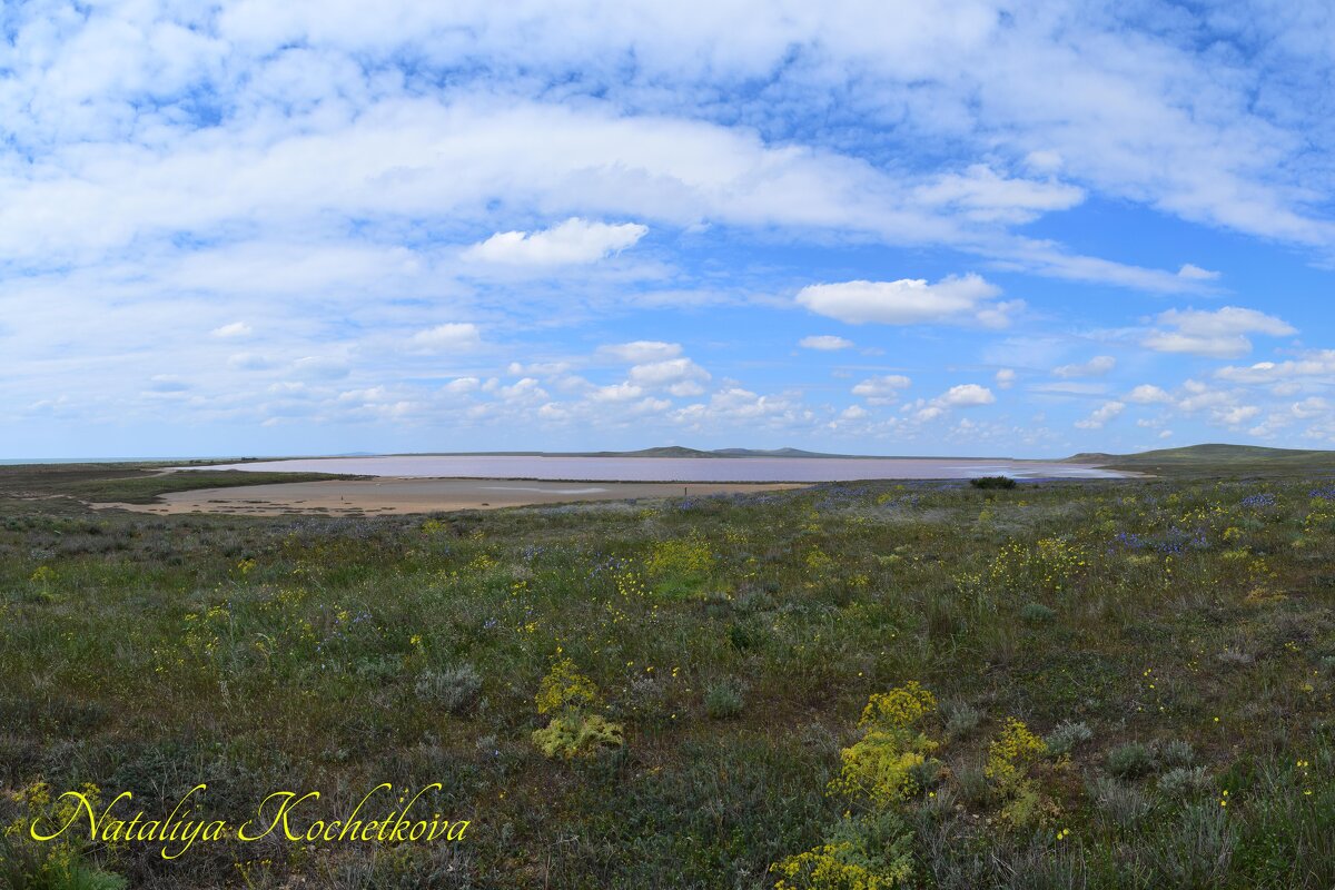 Природа Крыма - Amazing Cosmea