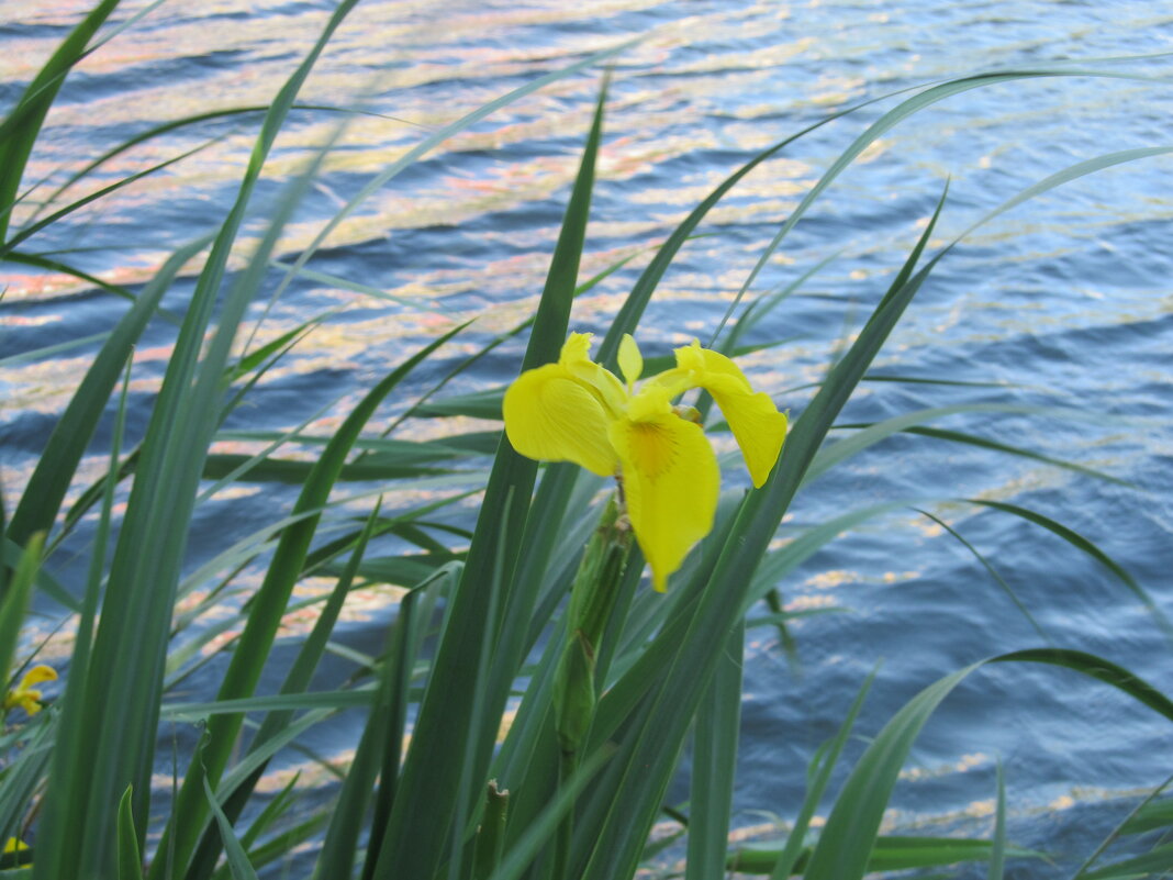 июнь - Елена Шаламова