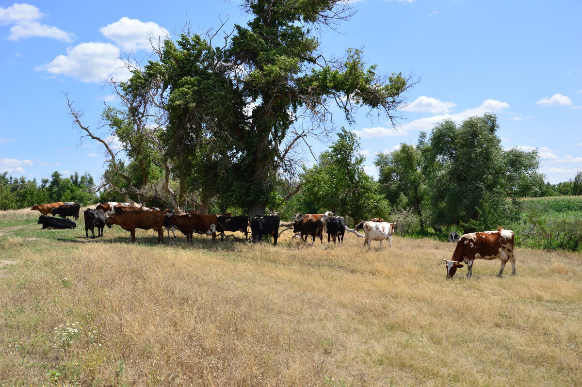 В степи. - Виктор 