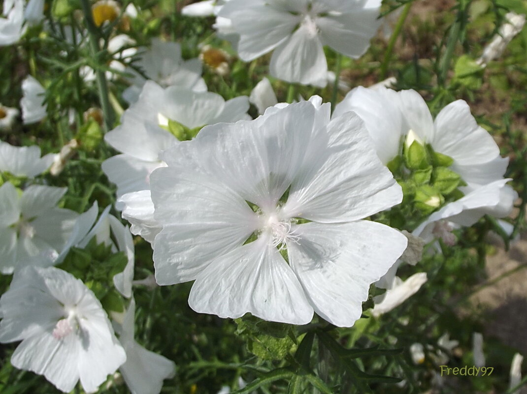 Мускусная мальва - Freddy 97