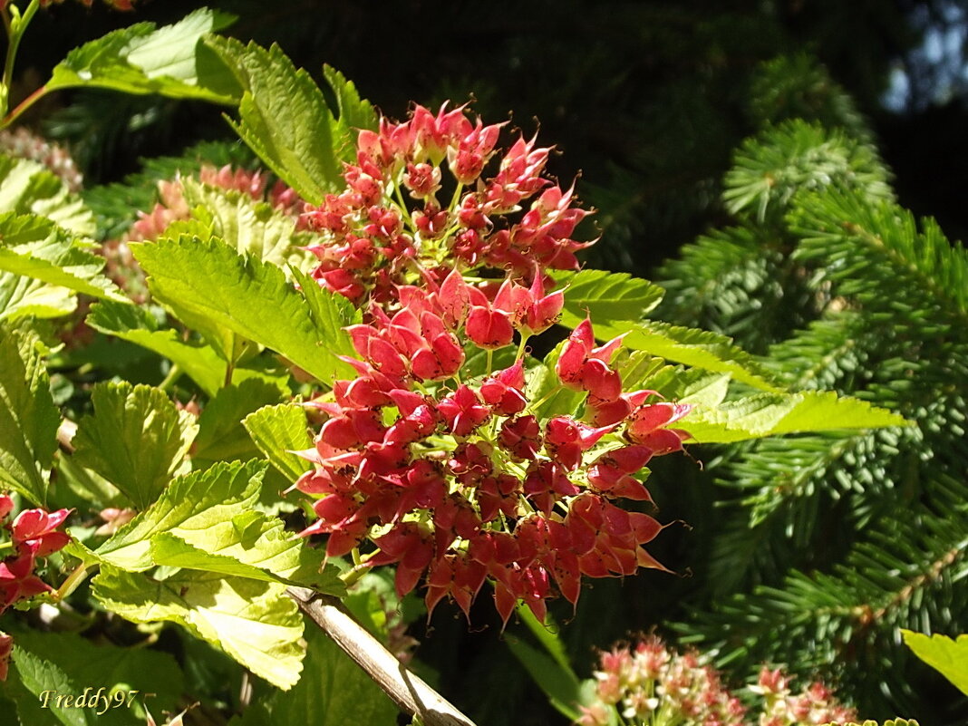 Пузыреплодник - Freddy 97 Пузыреплодник - Freddy 97