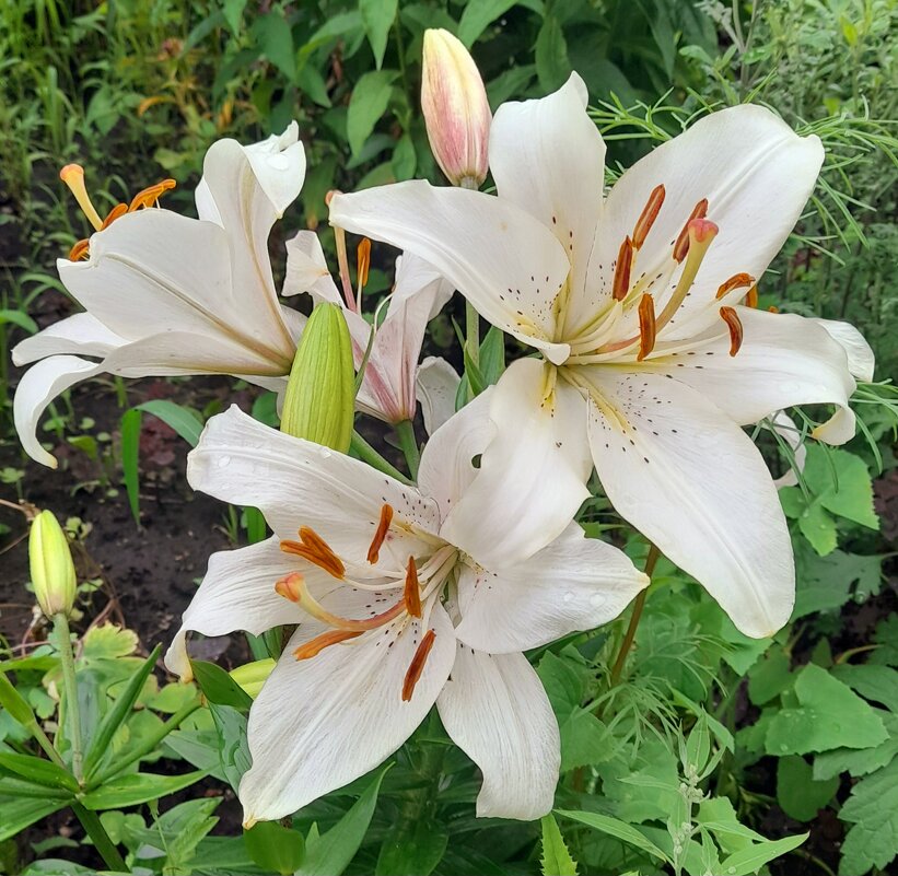 Лилии с клумбы 2 . - Мила Бовкун