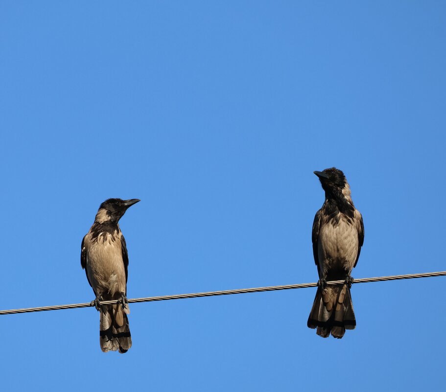 Вороны - Аркадий Басович