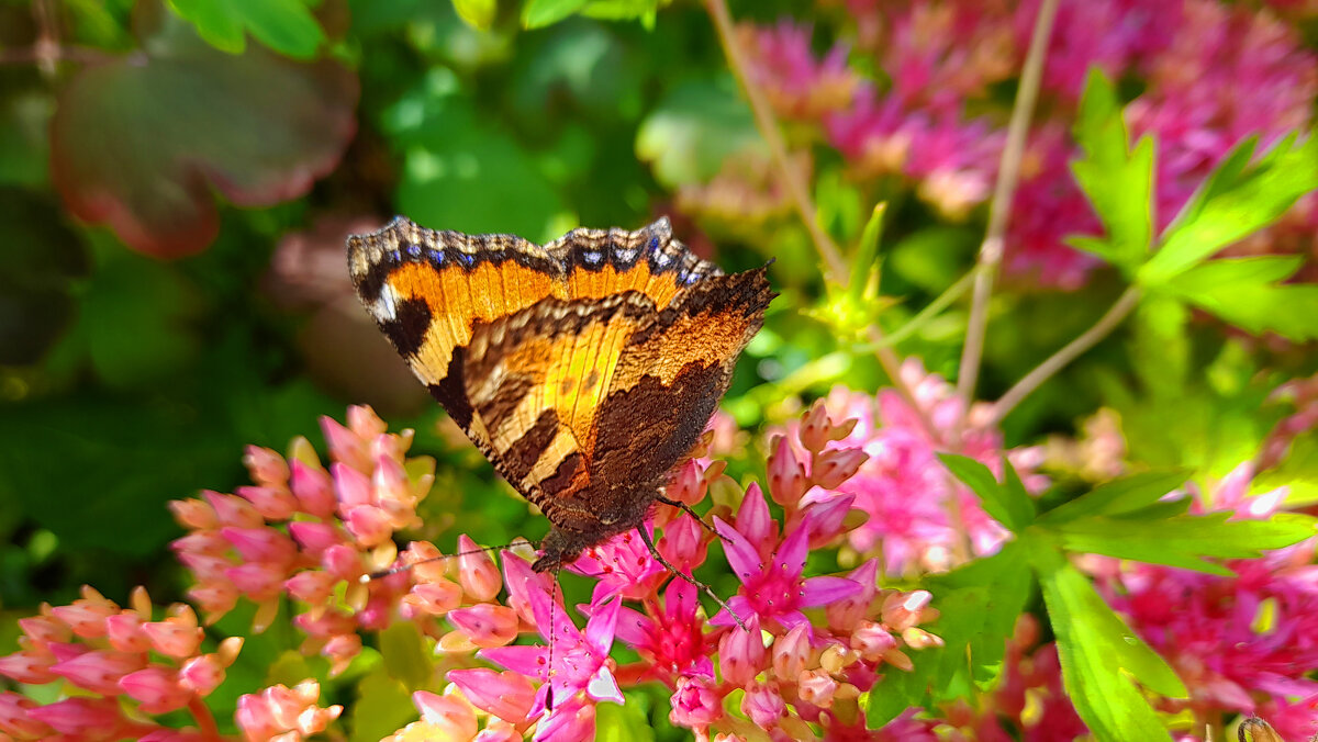 ... - Наталья 