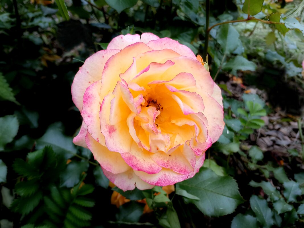 Роза. - Лия ☼ Роза. - Лия ☼