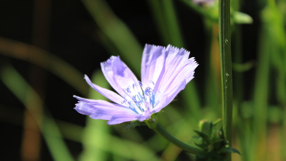 Цикорий. - Игорь Родионов Цикорий. - Игорь Родионов