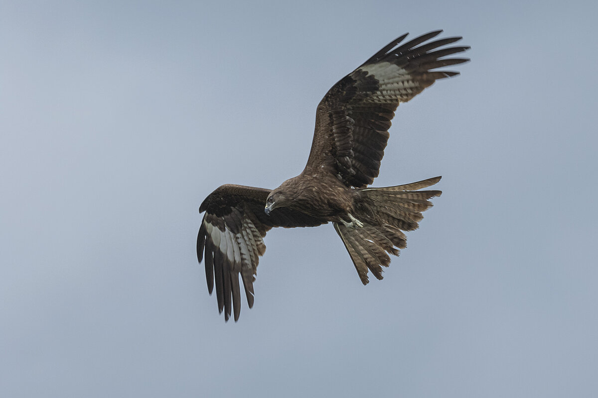 Грозный. - Евгений Голубев