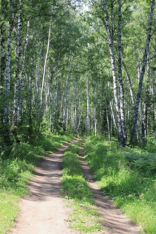 Лесная дорога. - Александр Николаев