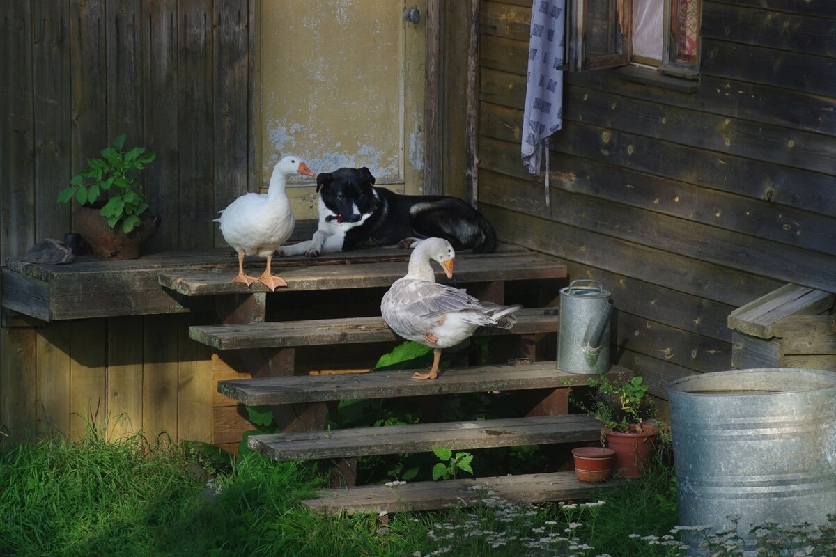 Бабушкины любимцы - Олег Иванов