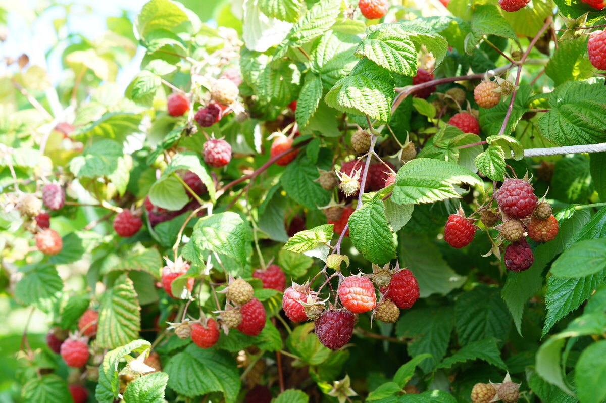 Малиновый звон - Сергей Ц