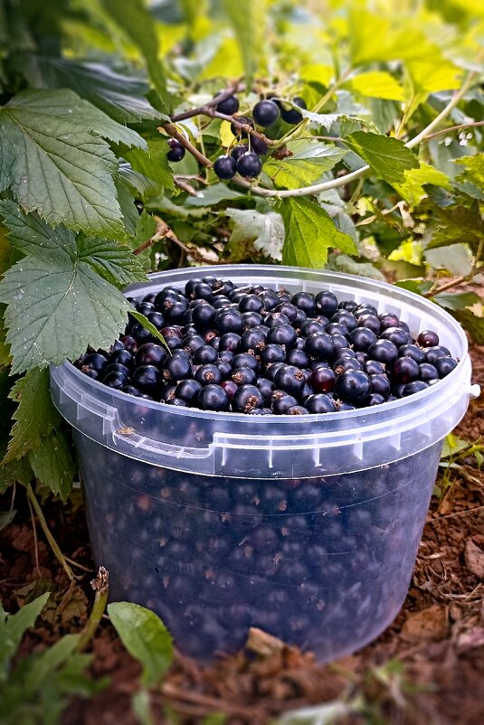 *** - Светлана Кузнецова