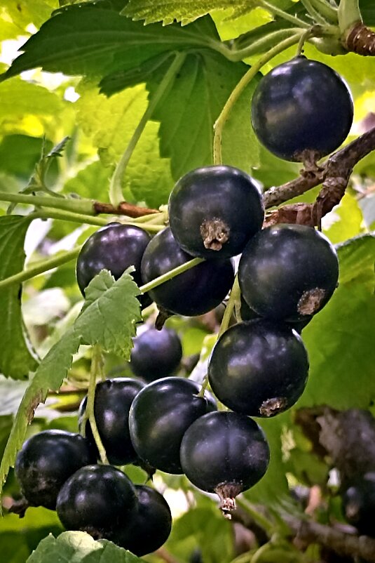 *** - Светлана Кузнецова