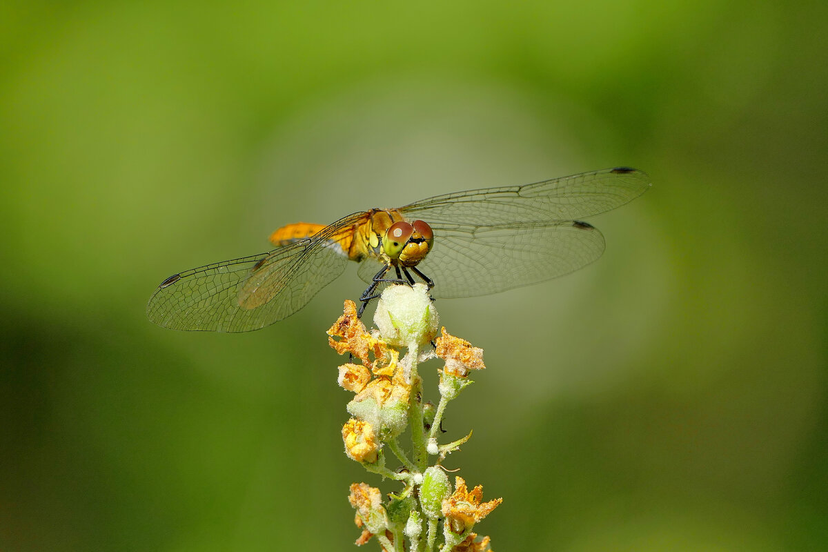 из вчерашней съёмки 1 - Александр Прокудин