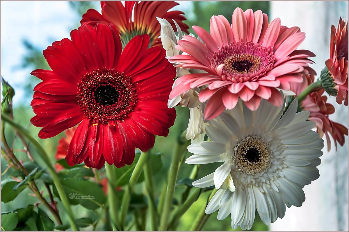 Про лето и цветы.... - Aquarius - Сергей Про лето и цветы.... - Aquarius - Сергей