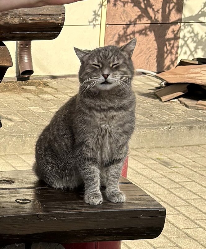 Гладьте меня, гладьте - Мария - Maria