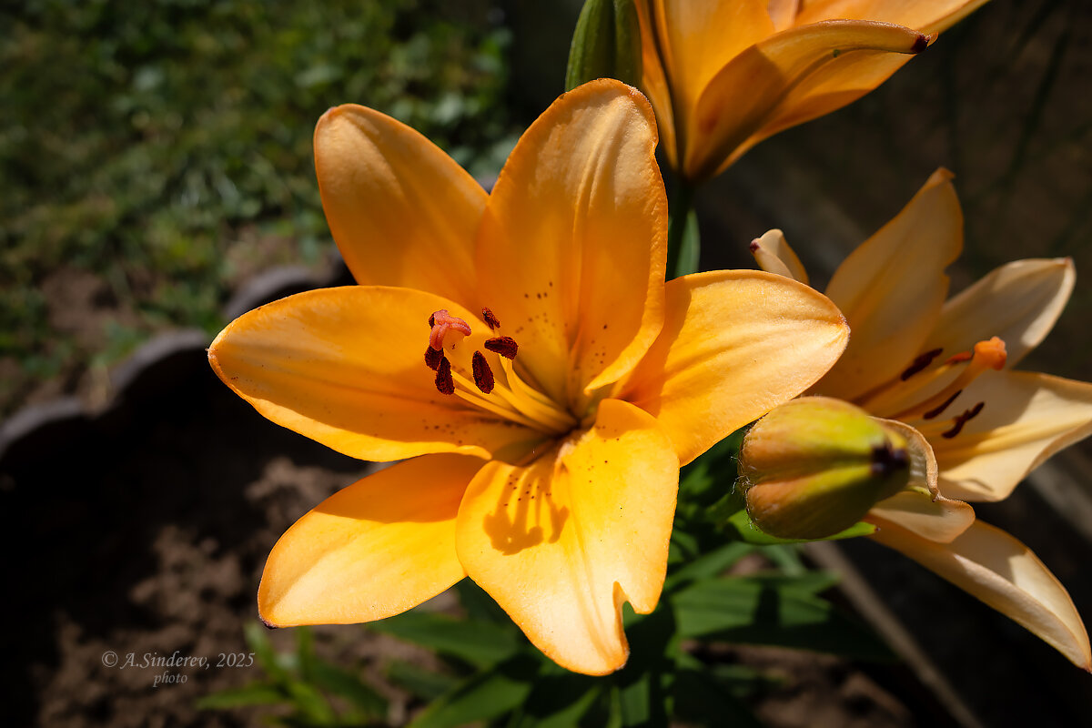 Лилия - Александр Синдерёв