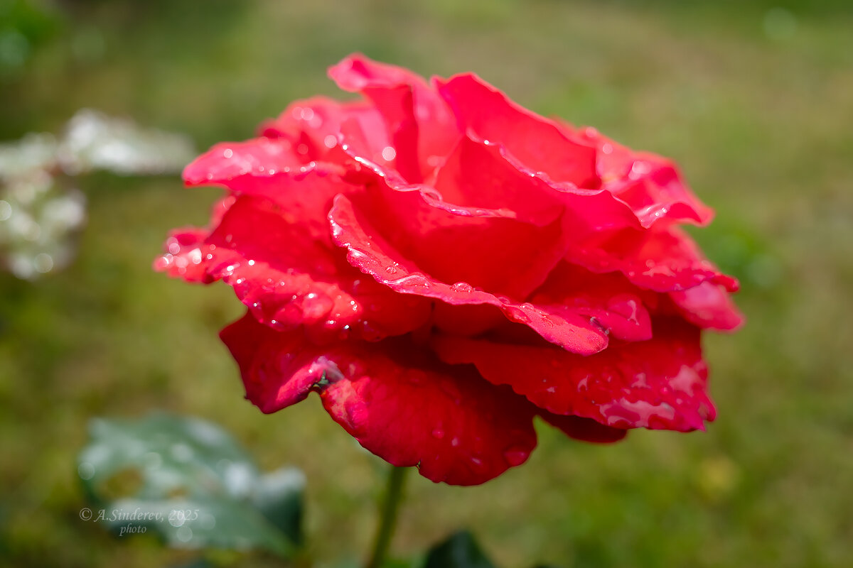 Алая роза макро - Александр Синдерёв Алая роза макро - Александр Синдерёв