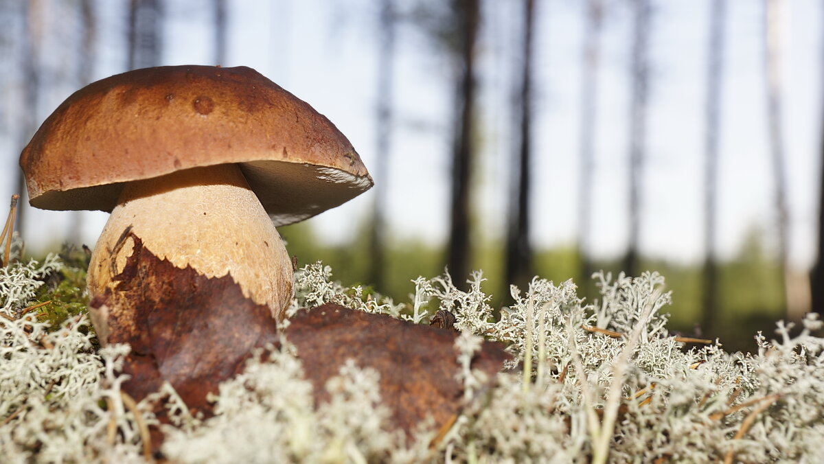 боровик.... - Ольга Cоломатина боровик.... - Ольга Cоломатина