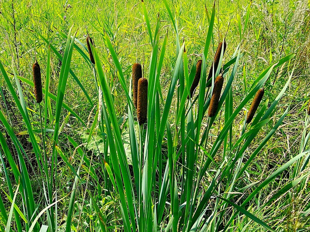 Рогоз. - VasiLina *