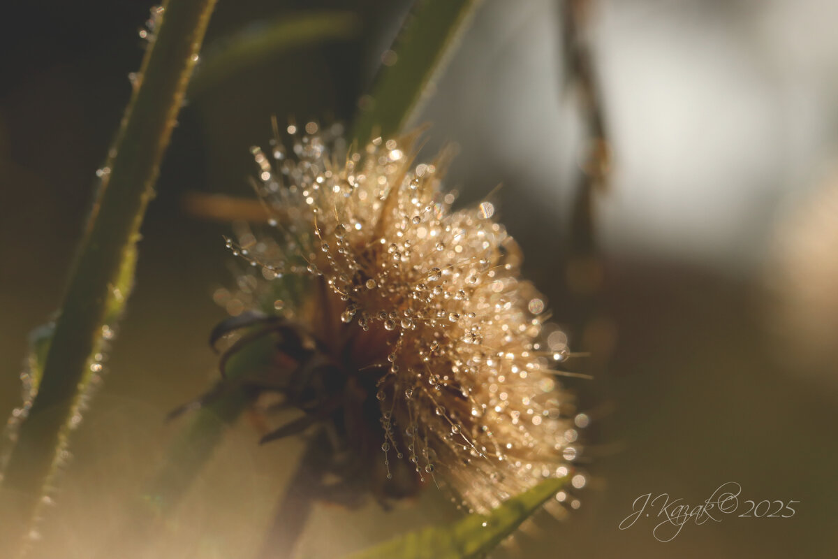 *** - Елена Kазак (selena1965)