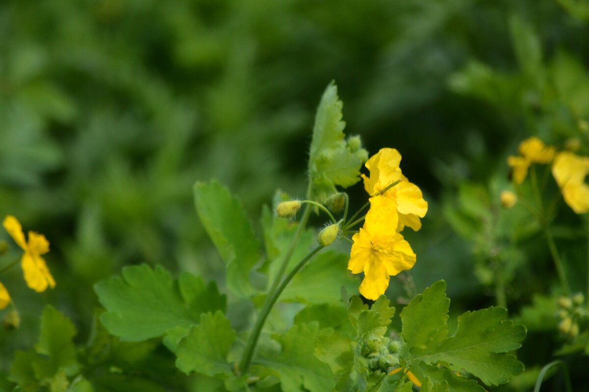 Чистотел - ирина 