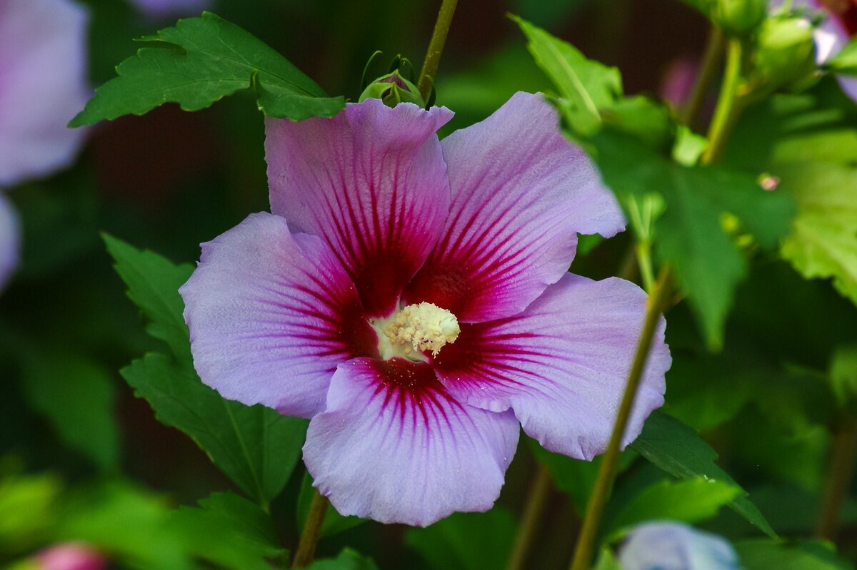 Гибискус - Игорь Сикорский