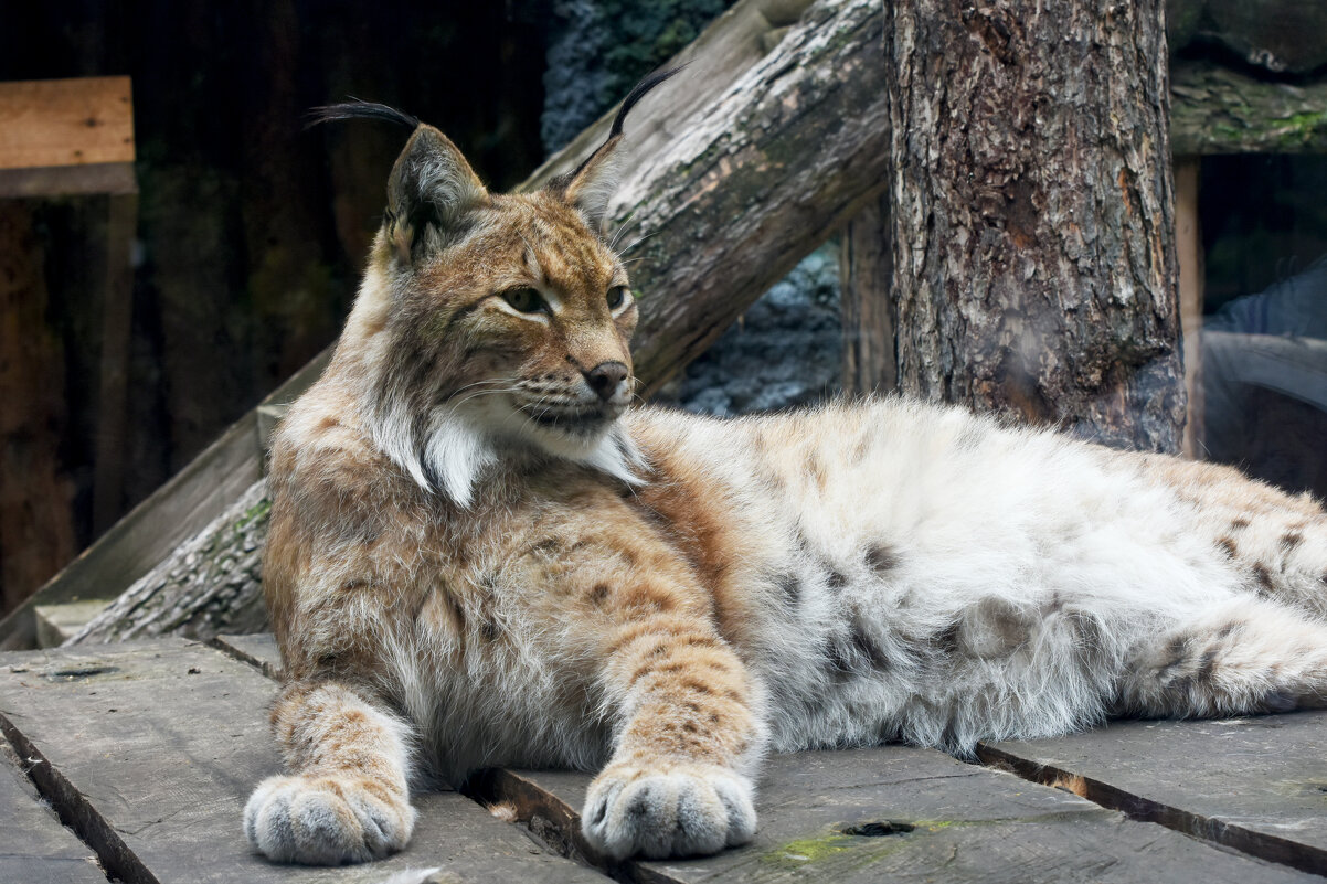 Московский Зоопарк. Рысь. - Наташа *****
