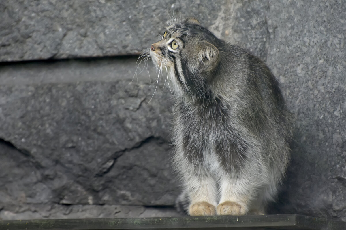 Московский Зоопарк. Манул. - Наташа *****