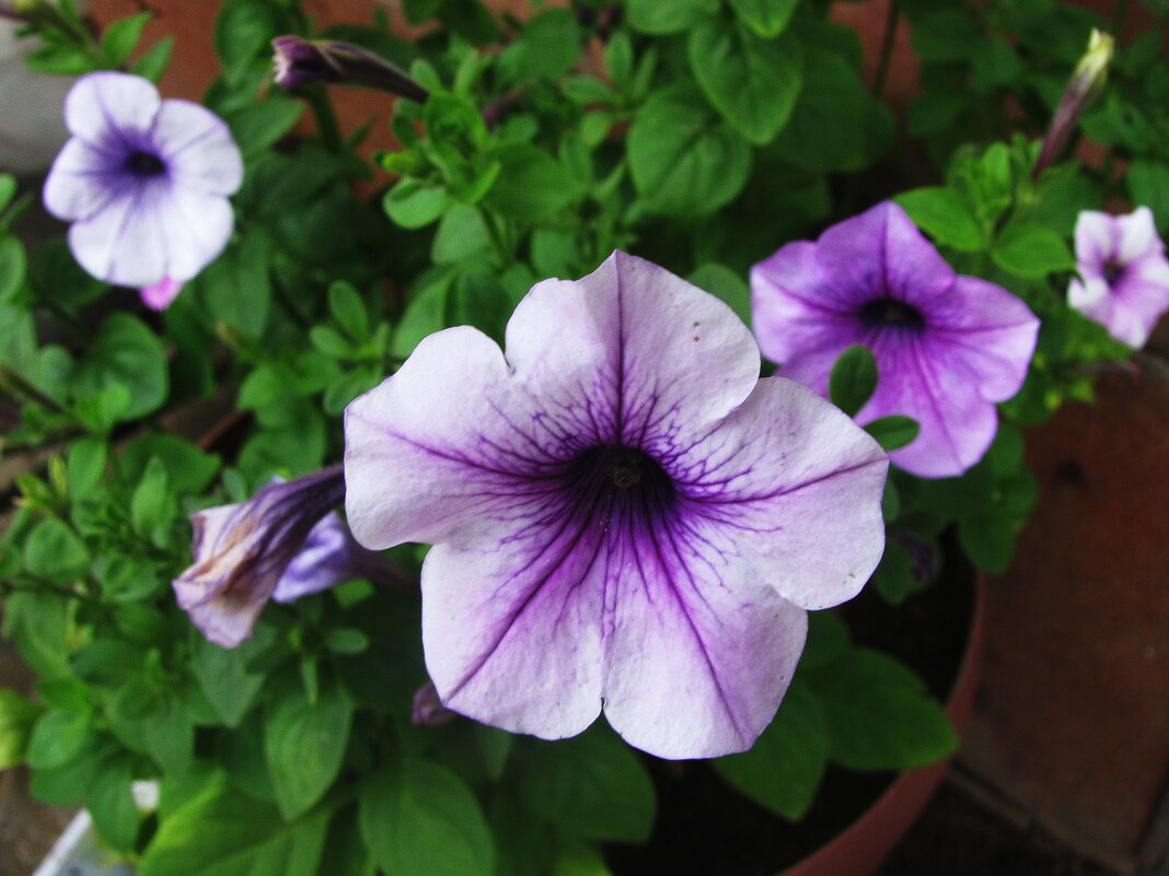 Нежная петуния - Людмила Смородинская Нежная петуния - Людмила Смородинская