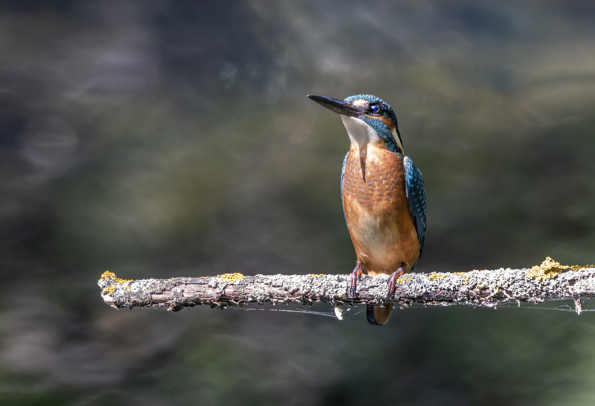 зимородок. - юрий макаров