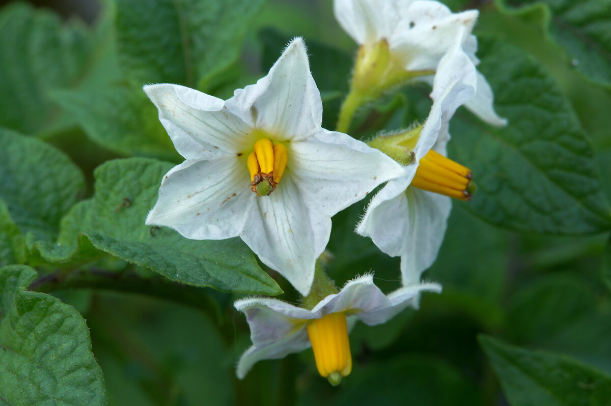 картоха... - Андрей Катков