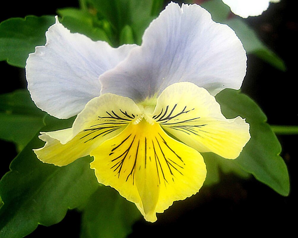 ***** - Елена Семигина ***** - Елена Семигина