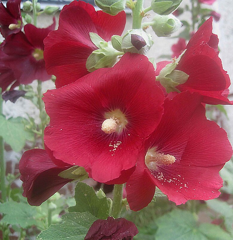 Мальвы - Елена Семигина Мальвы - Елена Семигина