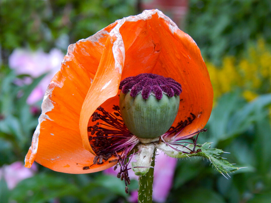 Солнечный капюшон - Александр Ковальчук